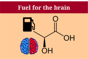 Laktat als Treibstoff für das Gehirn: Artikel von Robert Heiduk